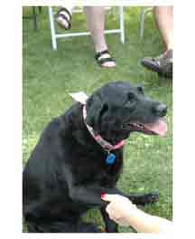 original full dog image