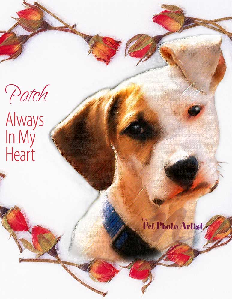 dog portrait of Patch