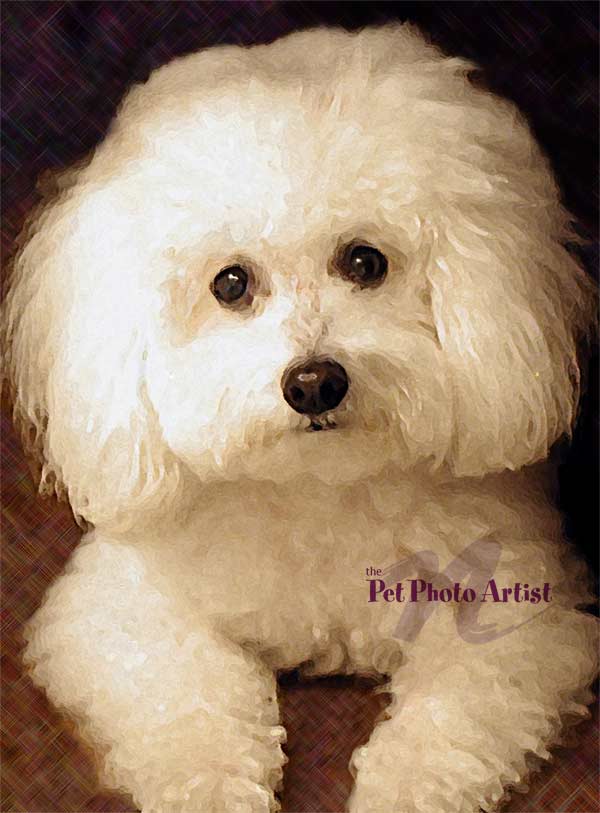 pet portrait-ruffles