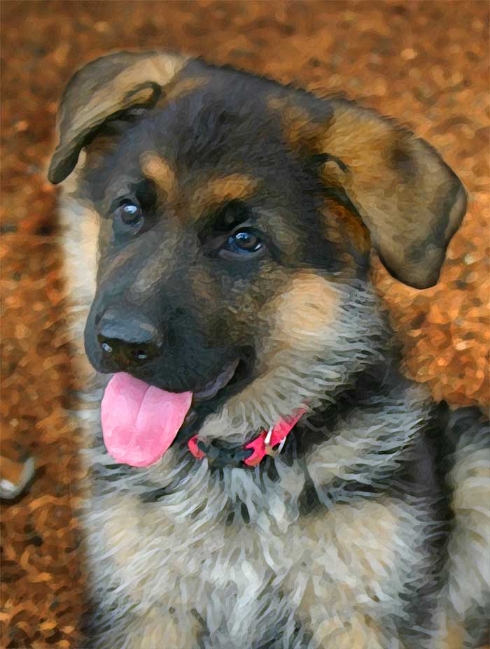 pet portrait-Shane