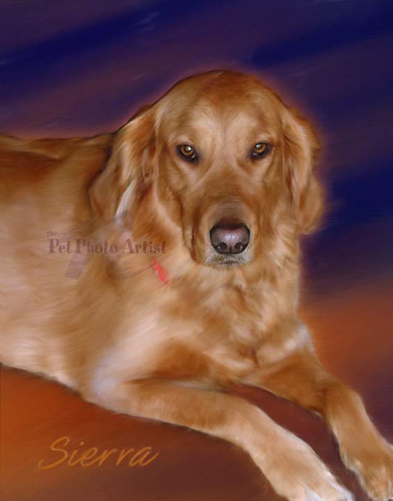 pet portrait-Sierra