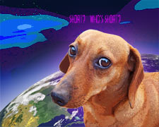 cute dog portrait of shorty