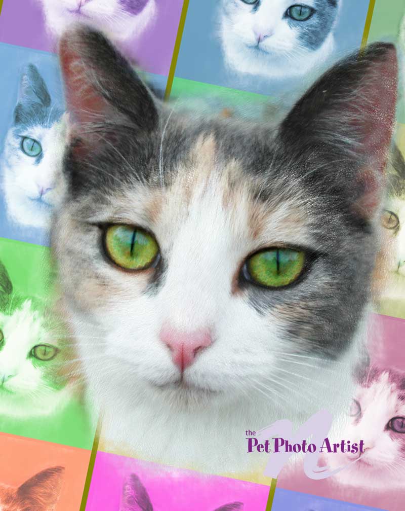 Pop Art Cat-DORIS