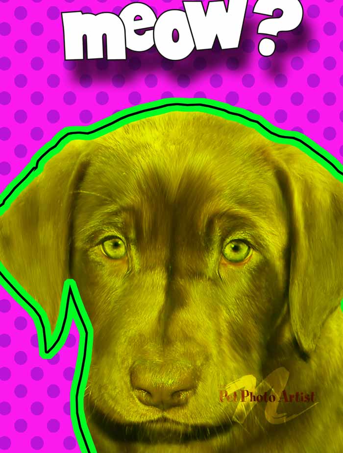 funny dog portrait of Checkers
